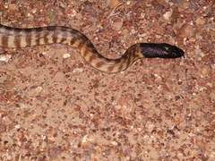 Aspidites melanocephalus