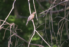 Turdus migratorius