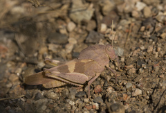 Pyrgodera armata