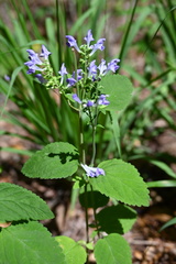 Scutellaria mellichampii