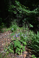 Scutellaria mellichampii