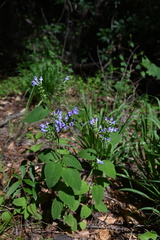 Scutellaria mellichampii