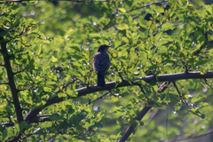 Turdus migratorius