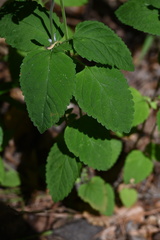 Scutellaria mellichampii