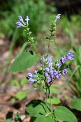 Scutellaria mellichampii