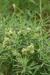 Vincetoxicum sibiricum