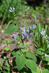 Scutellaria mellichampii