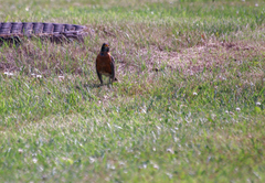 Turdus migratorius