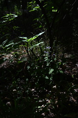 Scutellaria mellichampii