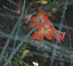 Hippeastrum