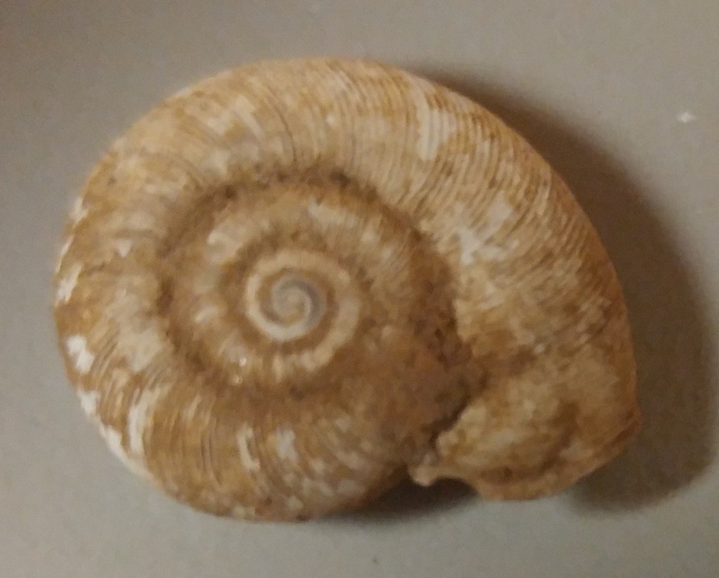 striate lancetooth