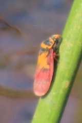 Locris areata