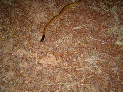 Aspidites melanocephalus