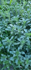 Amaranthus