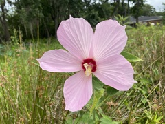 Hibiscus grandiflorus