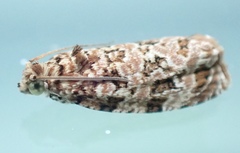 Phaecasiophora niveiguttana