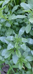 Amaranthus