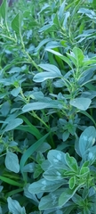 Amaranthus