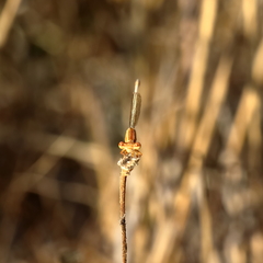 Platycnemis dealbata
