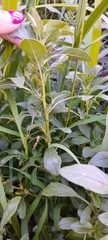 Amaranthus