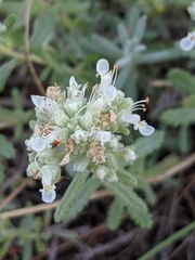 Teucrium polium polium