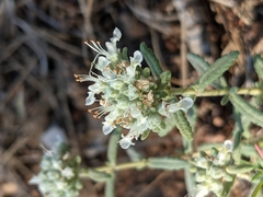Teucrium polium polium