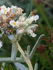 Teucrium polium polium