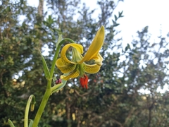 Lilium pyrenaicum