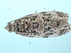 Phaecasiophora niveiguttana