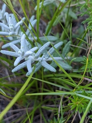 Teucrium polium polium
