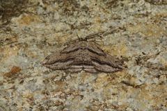 Menophra thuriferaria