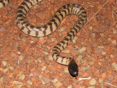 Aspidites melanocephalus