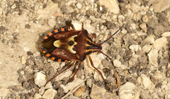 Codophila varia