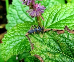 Coccinella septempunctata