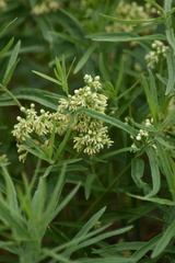 Vincetoxicum sibiricum