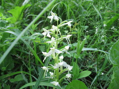 Platanthera chlorantha