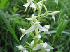 Platanthera chlorantha