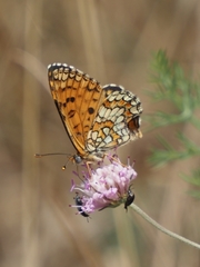 Melitaea deione