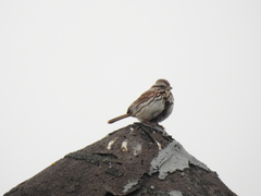 Melospiza melodia image