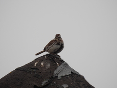 Melospiza melodia image