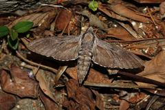 Sphinx maurorum