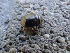 Canthophorus impressus