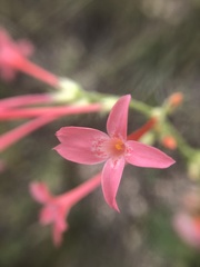 Ipomopsis aggregata collina
