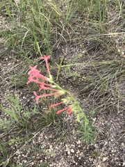 Ipomopsis aggregata collina