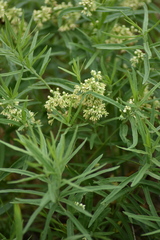 Vincetoxicum sibiricum