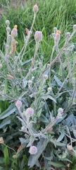Crepis foetida