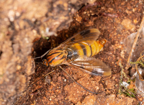 Keroplatus tipuloides · iNaturalist