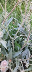 Crepis foetida