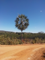 Copernicia prunifera