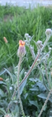 Crepis foetida